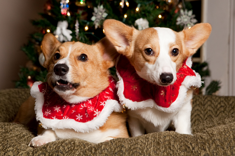 Christmas Card Photos with Pembroke Welsh Corgis