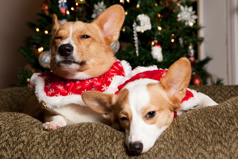 Christmas Card Photos with Pembroke Welsh Corgis