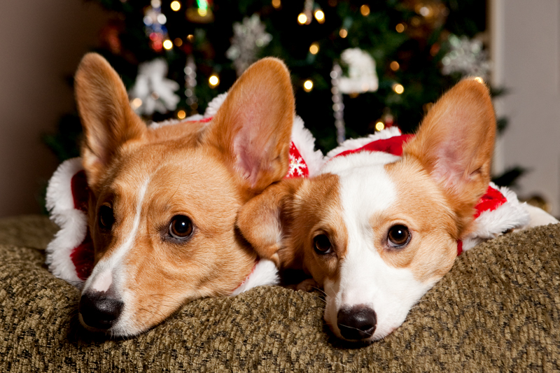 Christmas Card Photos with Pembroke Welsh Corgis