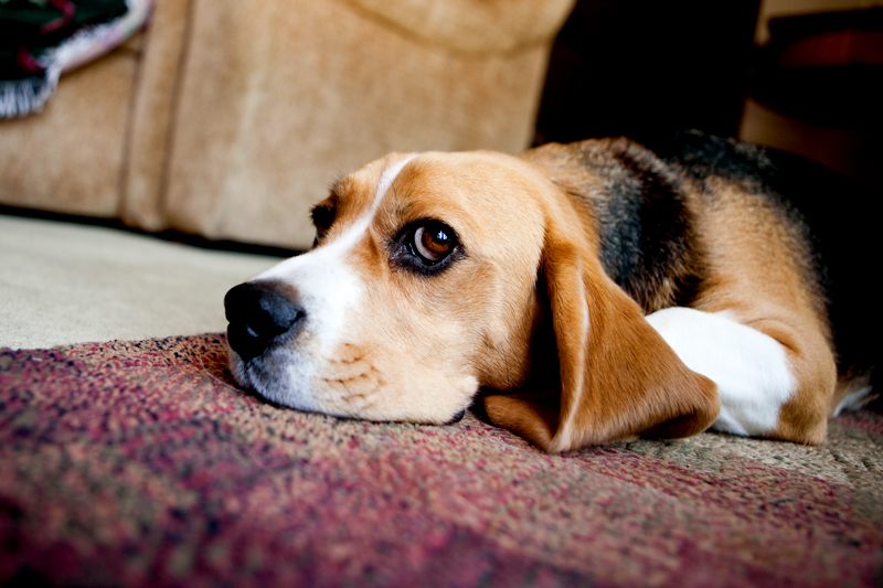 Adorable photo of a beagle