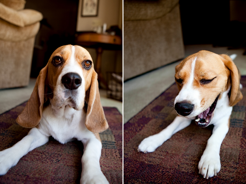 Adorable photo of a beagle