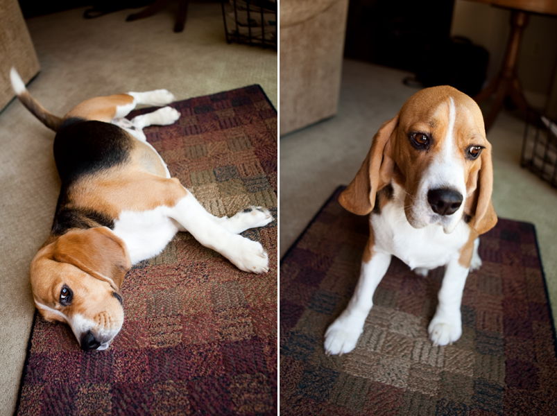 Adorable photo of a beagle