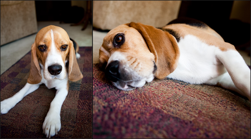 Adorable photo of a beagle