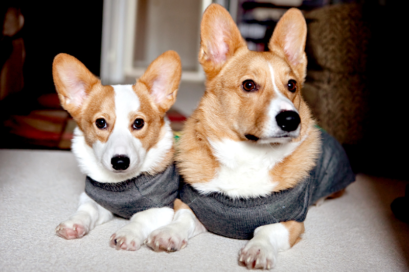 Dexter & Dewey - Pembroke Welsh Corgi wearing a sweater