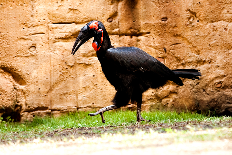 Flights of Wonder show in Animal Kingdom