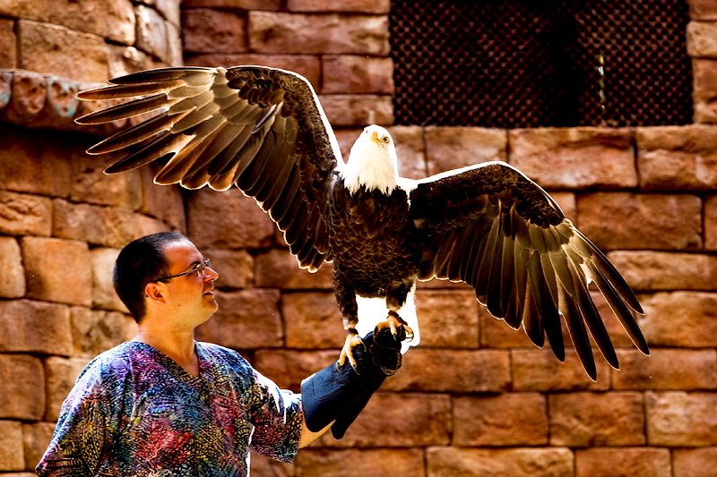 Flights of Wonder show in Animal Kingdom