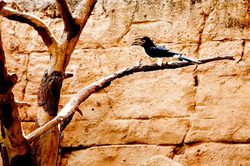 Flights of Wonder show in Animal Kingdom