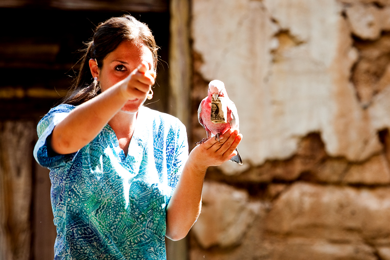 Flights of Wonder show in Animal Kingdom