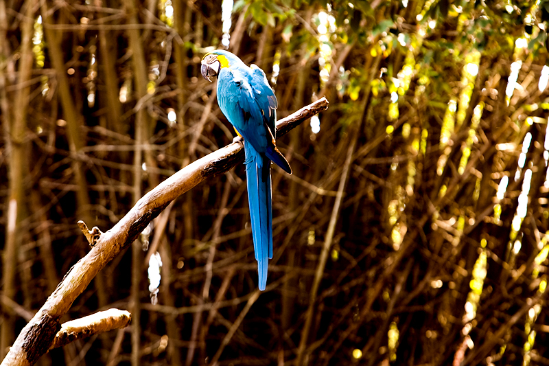 Flights of Wonder show in Animal Kingdom