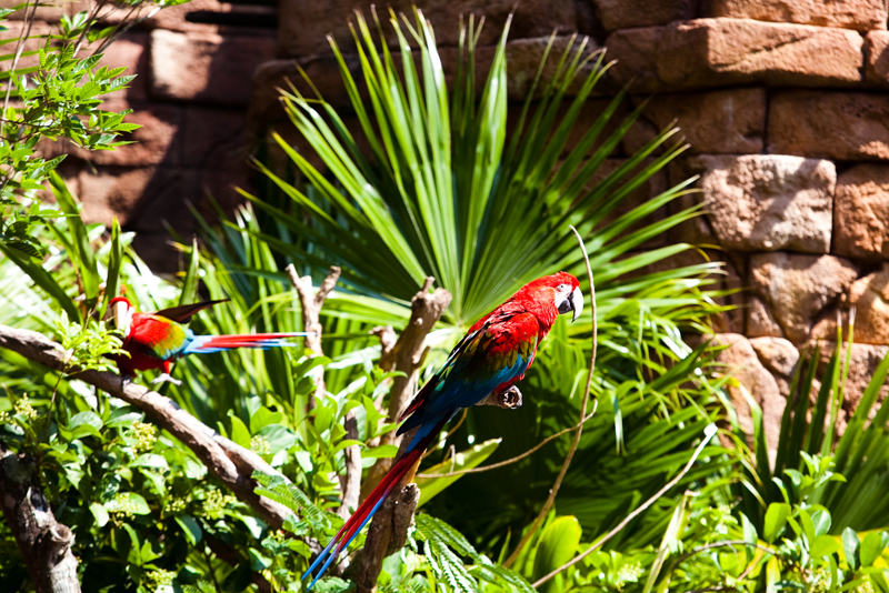 Flights of Wonder show in Animal Kingdom