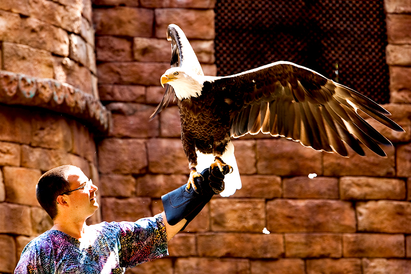 Flights of Wonder show in Animal Kingdom