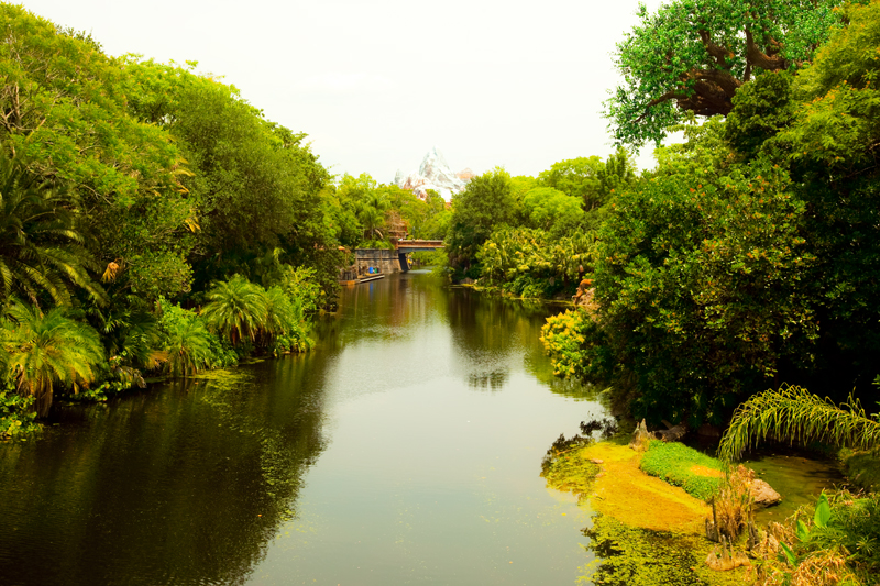 Animal Kingdom in Disney World. Orlando, FL