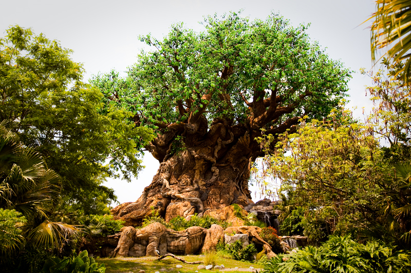 Animal Kingdom in Disney World. Orlando, FL