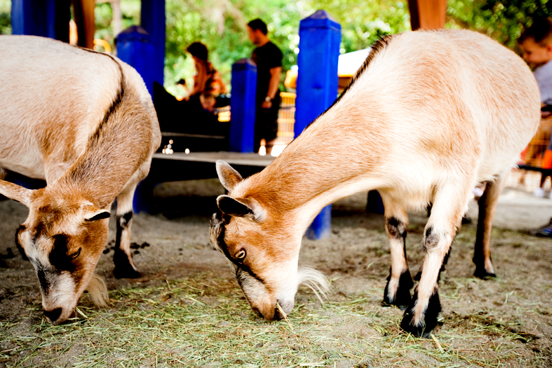 Animal Kingdom in Disney World. Orlando, FL