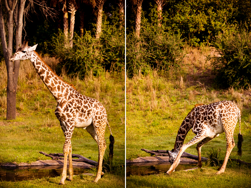 Giraffe at Animal Kingdom in Orlando, FL.  Brownie Bites - Travels & Experiences of Matt & Erin Browne