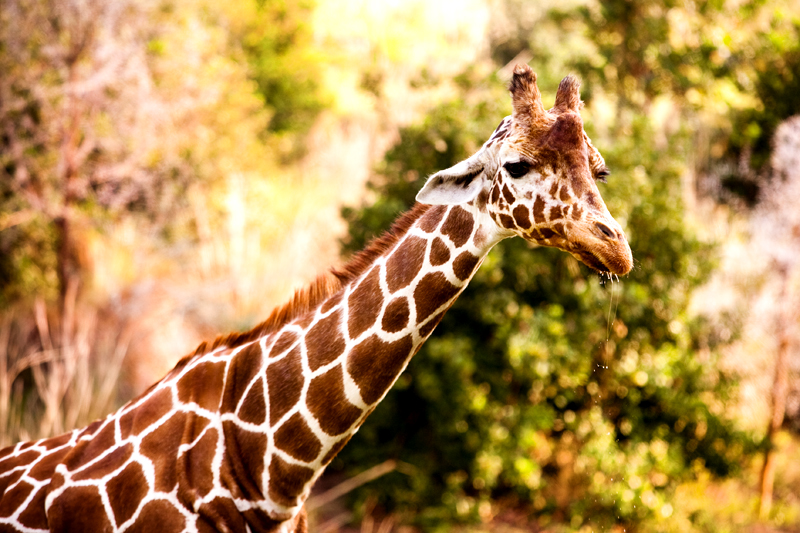 Reticulated Giraffe at Animal Kingdom in Orlando, FL.  Brownie Bites - Travels & Experiences of Matt & Erin Browne