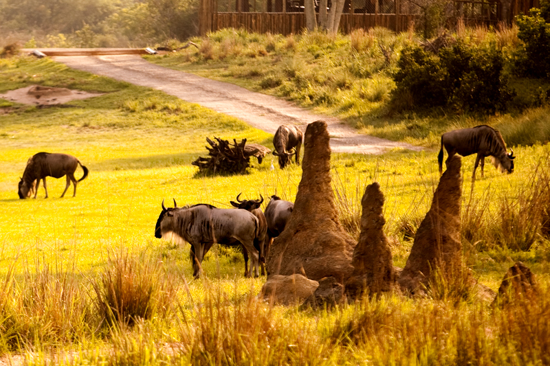 White Bearded Wildebeest at Animal Kingdom in Orlando, FL.  Brownie Bites - Travels & Experiences of Matt & Erin Browne