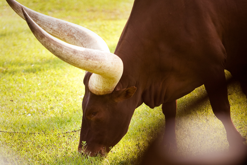 Big Horn Bull at Animal Kingdom in Orlando, FL.  Brownie Bites - Travels & Experiences of Matt & Erin Browne