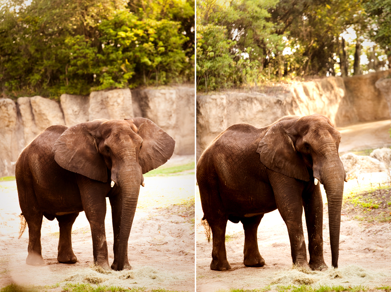 African Elephant at Animal Kingdom in Orlando, FL.  Brownie Bites - Travels & Experiences of Matt & Erin Browne