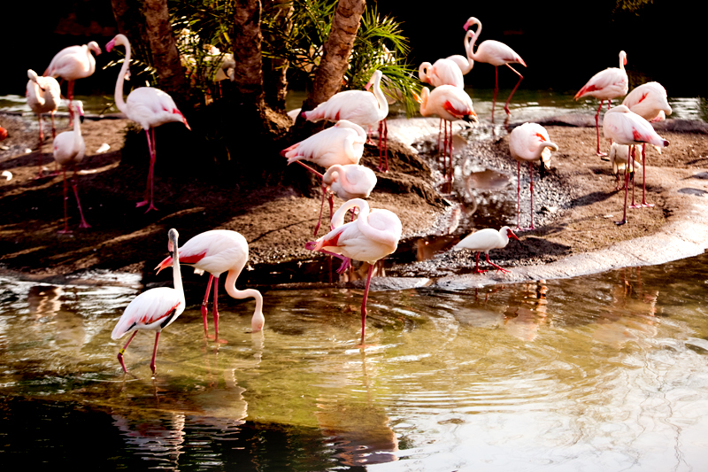 Greater Flamingo at Animal Kingdom in Orlando, FL.  Brownie Bites - Travels & Experiences of Matt & Erin Browne