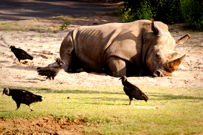 Lazy Rhinoceros at Animal Kingdom in Orlando, FL.  Brownie Bites - Travels & Experiences of Matt & Erin Browne