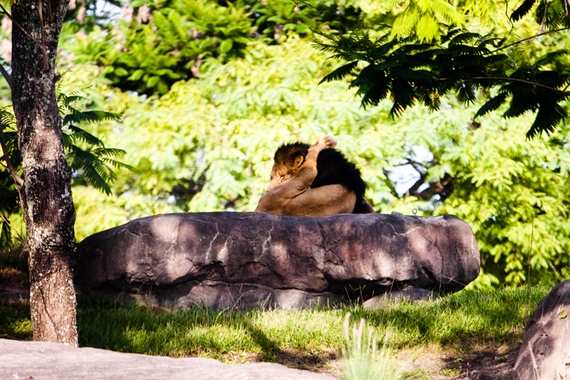 African Lion licking himself at Animal Kingdom in Orlando, FL.  Brownie Bites - Travels & Experiences of Matt & Erin Browne