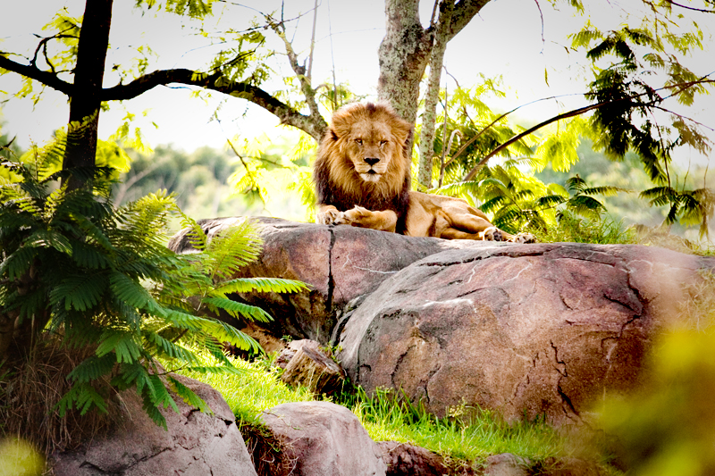 African Lion staring into camera at Animal Kingdom in Orlando, FL.  Brownie Bites - Travels & Experiences of Matt & Erin Browne