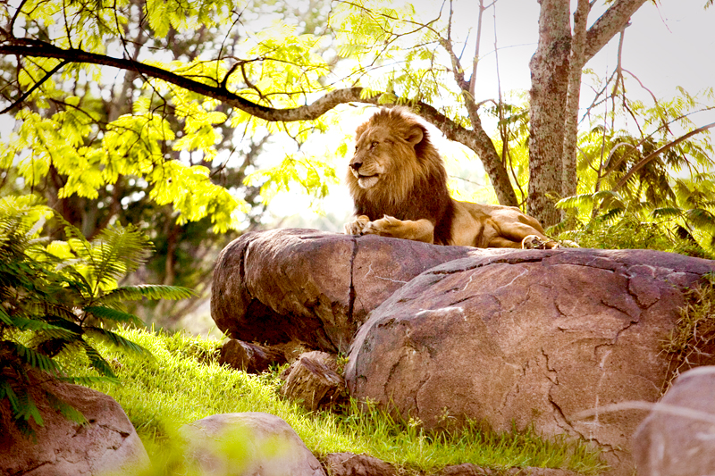 African Lion staring into distance at Animal Kingdom in Orlando, FL.  Brownie Bites - Travels & Experiences of Matt & Erin Browne