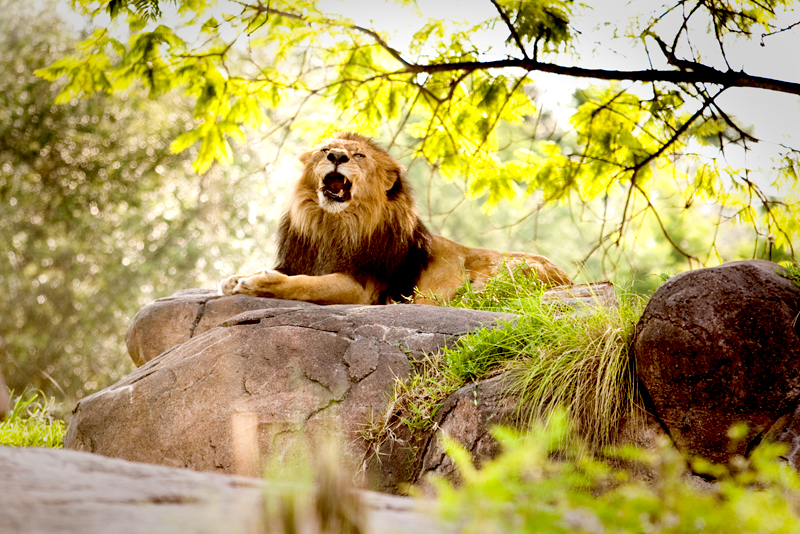 African Lion roaring at Animal Kingdom in Orlando, FL.  Brownie Bites - Travels & Experiences of Matt & Erin Browne