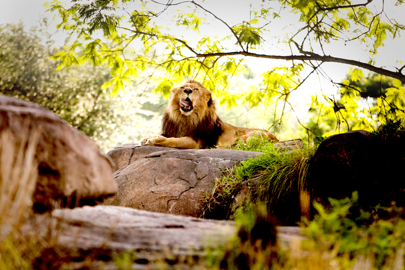 African Lion yawning with tongue Animal Kingdom in Orlando, FL.  Brownie Bites - Travels & Experiences of Matt & Erin Browne