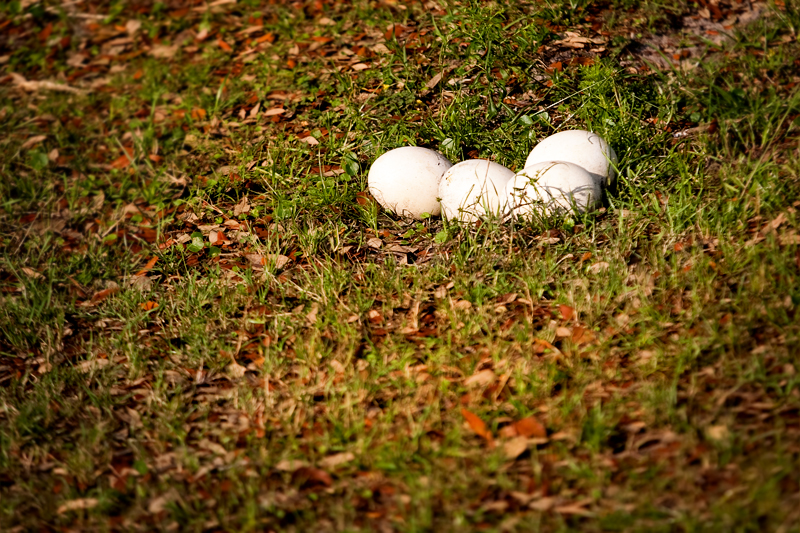 Ostrich Eggs at Animal Kingdom in Orlando, FL.  Brownie Bites - Travels & Experiences of Matt & Erin Browne