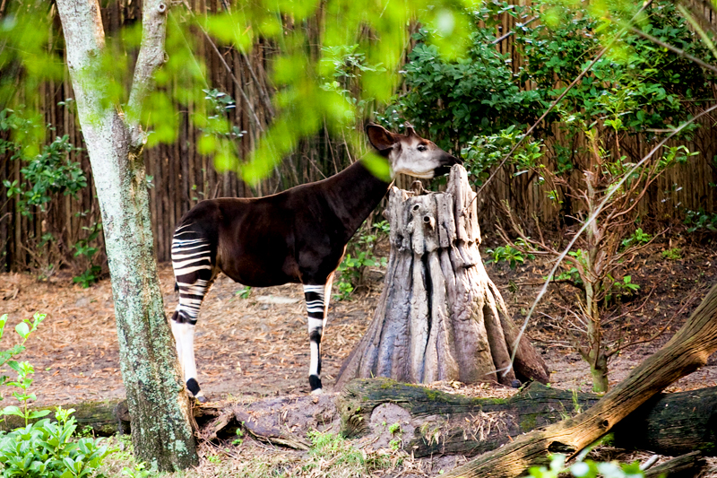 Okapi at Animal Kingdom in Orlando, FL.  Brownie Bites - Travels & Experiences of Matt & Erin Browne