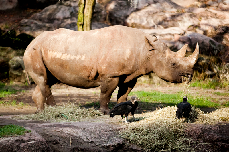 Rhinoceros at Animal Kingdom in Orlando, FL.  Brownie Bites - Travels & Experiences of Matt & Erin Browne