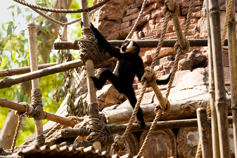 Animal Kingdom at Disney World in Orlando, Florida