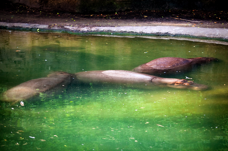 Hippos at Animal Kingdom in Orlando, FL.  Brownie Bites - Travels & Experiences of Matt & Erin Browne