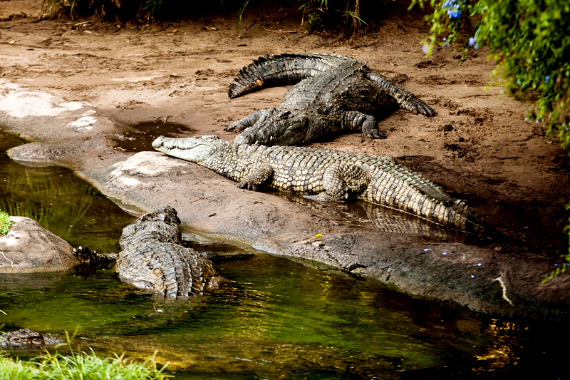 Nile Crocodiles at Animal Kingdom in Orlando, FL.  Brownie Bites - Travels & Experiences of Matt & Erin Browne