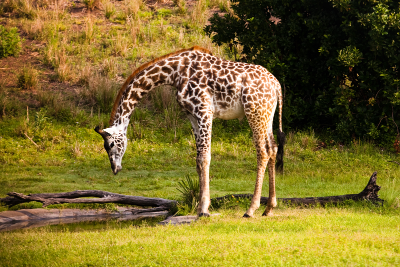 Giraffe at Animal Kingdom in Orlando, FL.  Brownie Bites - Travels & Experiences of Matt & Erin Browne