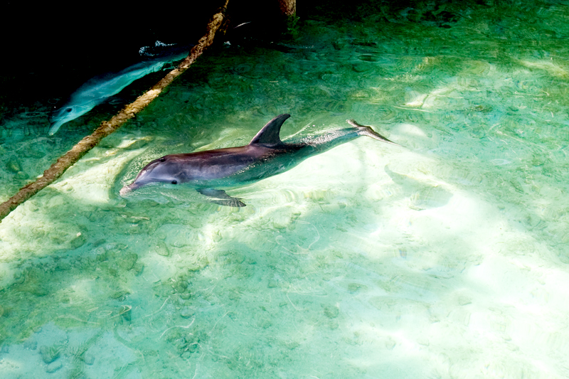 Blue Lagoon Island Dolphins