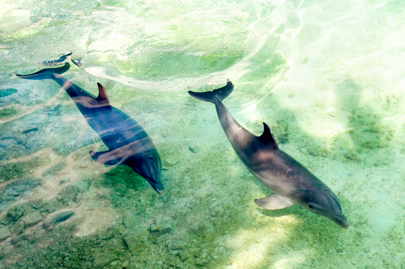 Blue Lagoon Island Dolphins