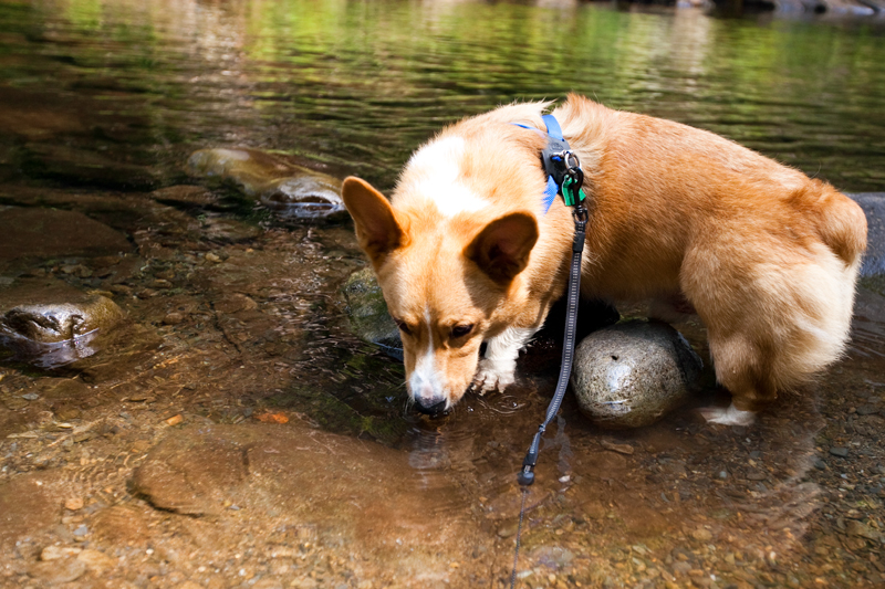 Elkmont Campground in the Smoky Mountains of Tennessee