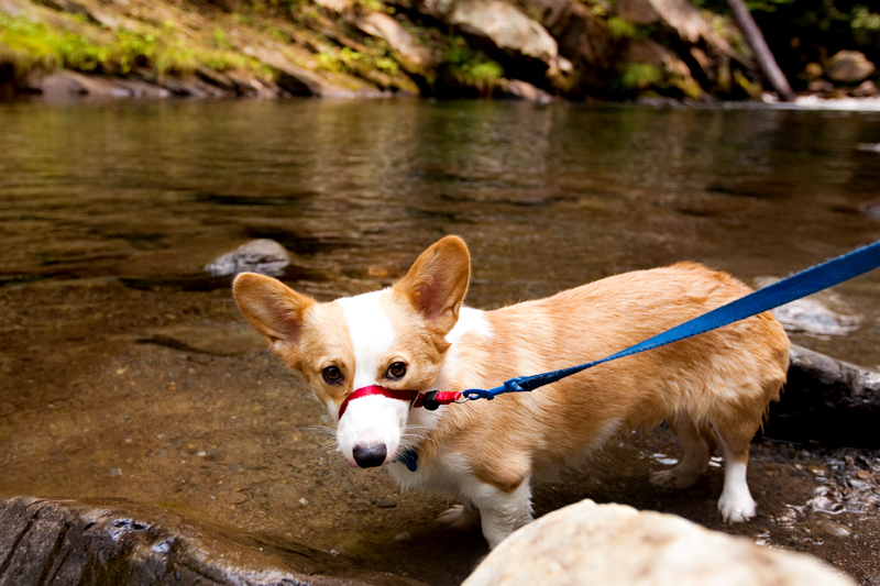 Elkmont Campground in the Smoky Mountains of Tennessee