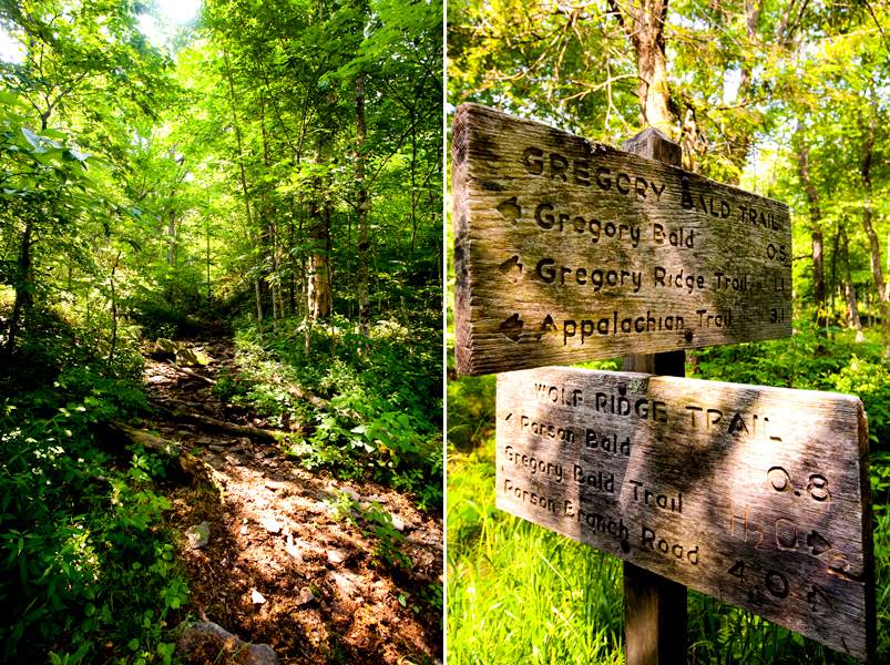 Hike to Gregory Bald to see the Flame Azaleas in the Smoky Mountains