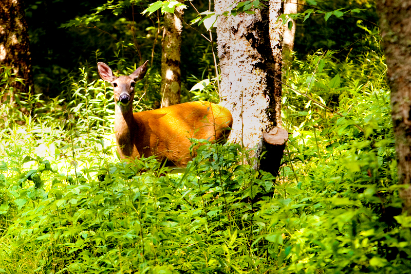 Hike to Gregory Bald to see the Flame Azaleas in the Smoky Mountains