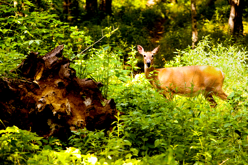 Hike to Gregory Bald to see the Flame Azaleas in the Smoky Mountains