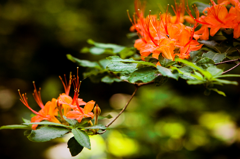 Hike to Gregory Bald to see the Flame Azaleas in the Smoky Mountains