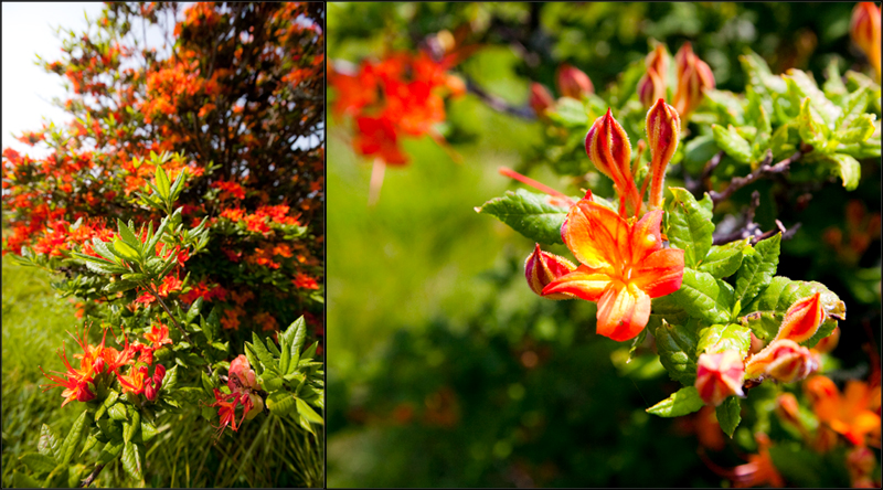 Hike to Gregory Bald to see the Flame Azaleas in the Smoky Mountains