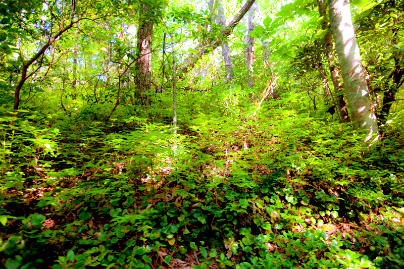 Hike to Gregory Bald to see the Flame Azaleas in the Smoky Mountains