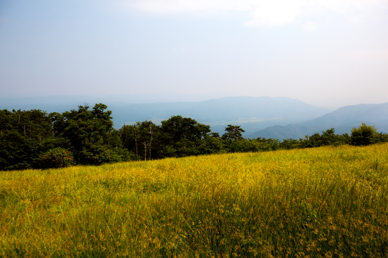 Hike to Gregory Bald to see the Flame Azaleas in the Smoky Mountains