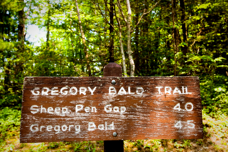 Hike to Gregory Bald to see the Flame Azaleas in the Smoky Mountains