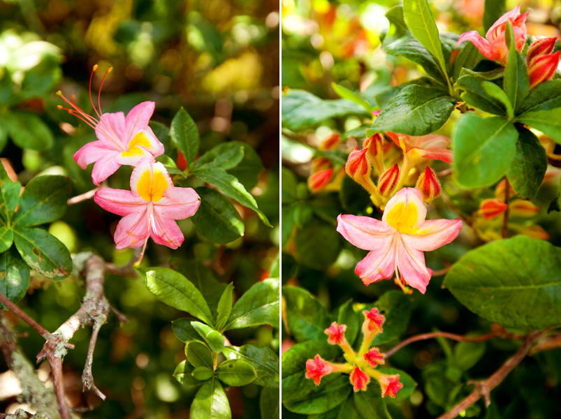 Hike to Gregory Bald to see the Flame Azaleas in the Smoky Mountains